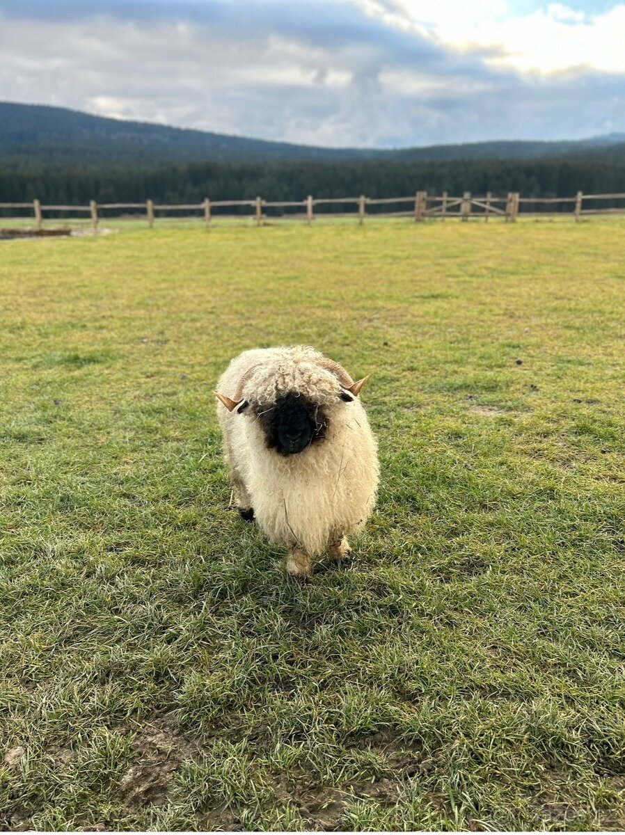 walliserská černonosá ovce