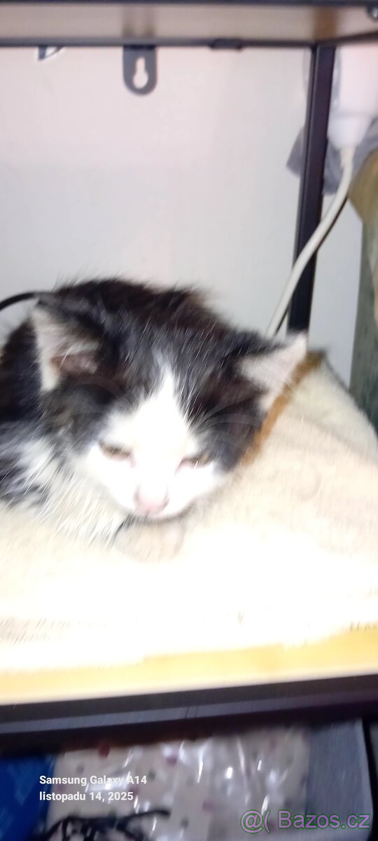 Kotě kocourek