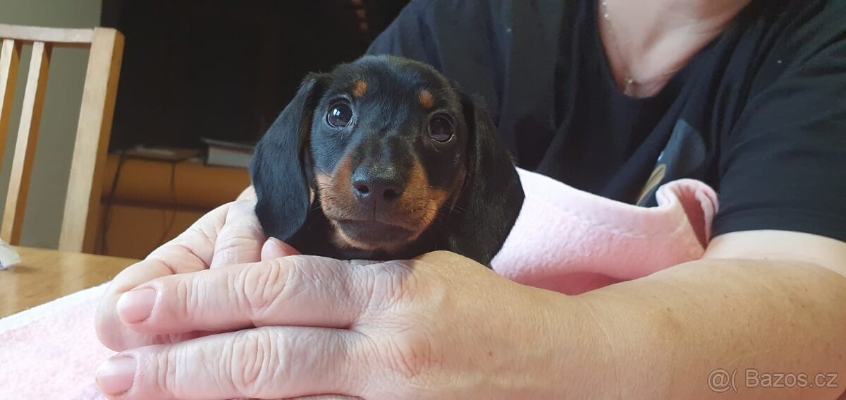 Jezevčík hladkosrstý trpasličí - fenka s PP