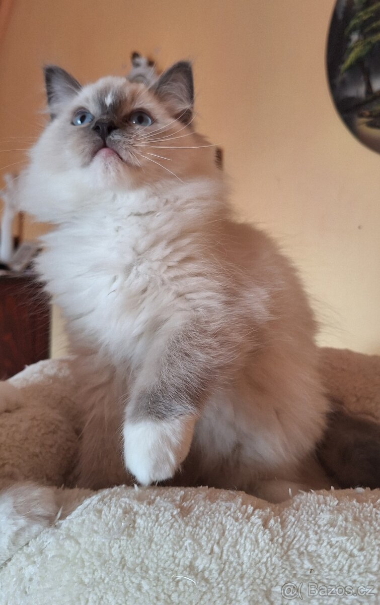 Krasny kocourek s pp