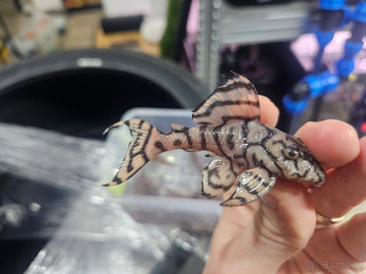 L 236 Creme - odchov