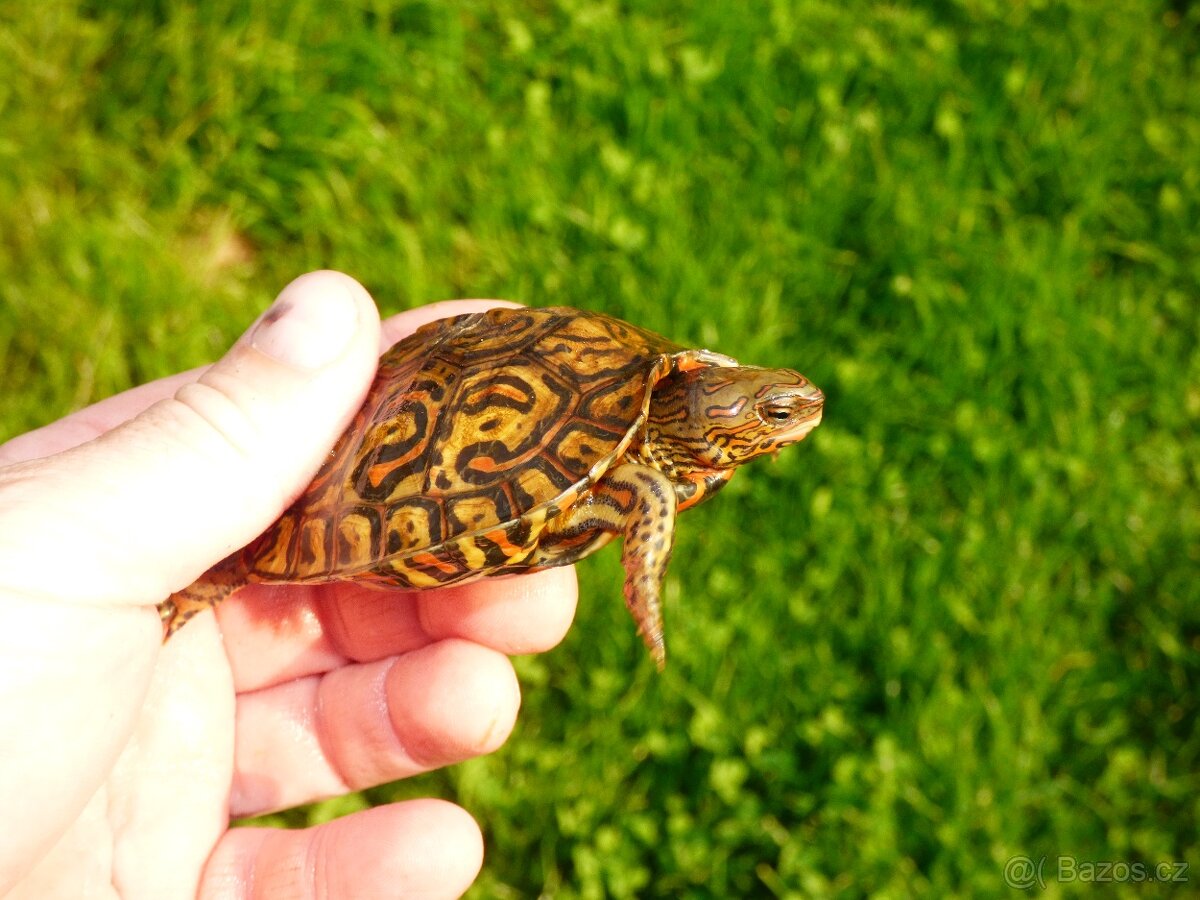 Želva kouzelná (Rhinoclemys pulcherima manni)