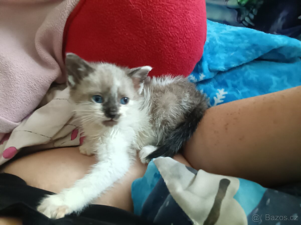 Ragdoll