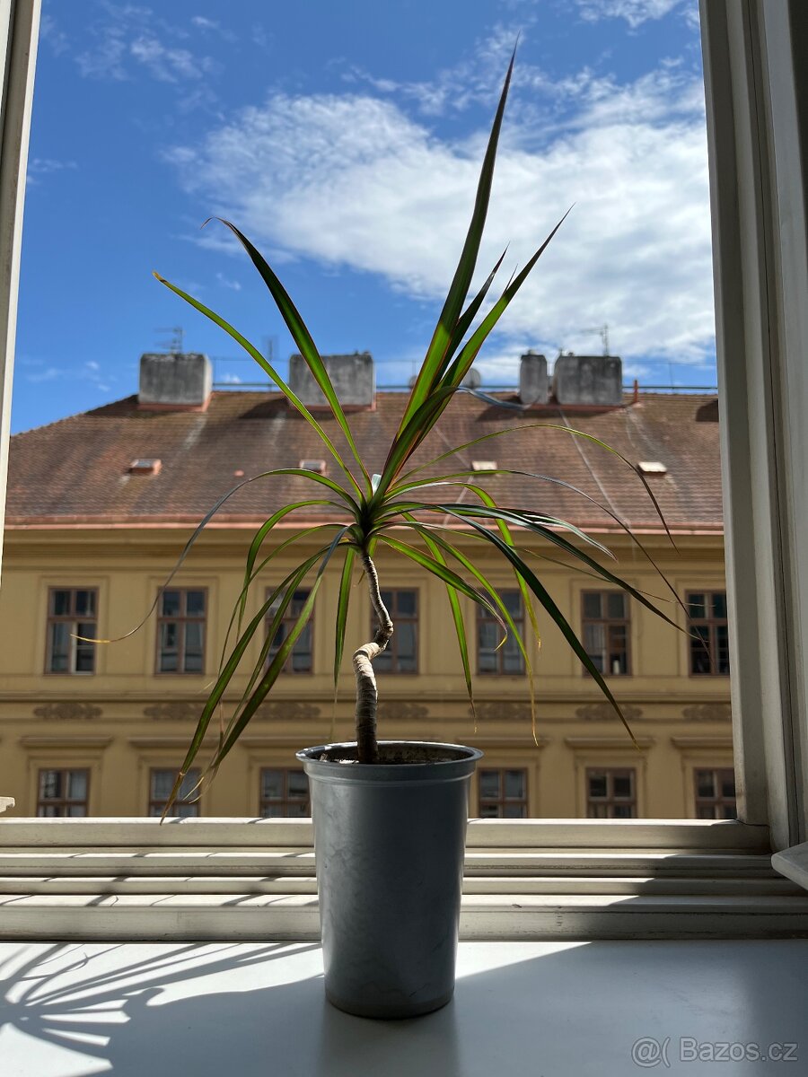 Dracena - 30 cm