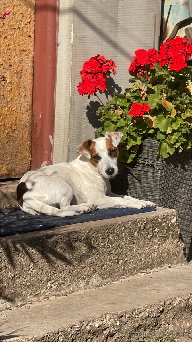 Hledáme ženicha Jack Russell teriéra