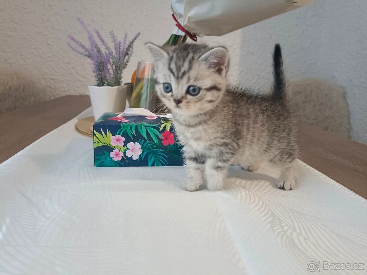 Koťátka Skotská klapouchá