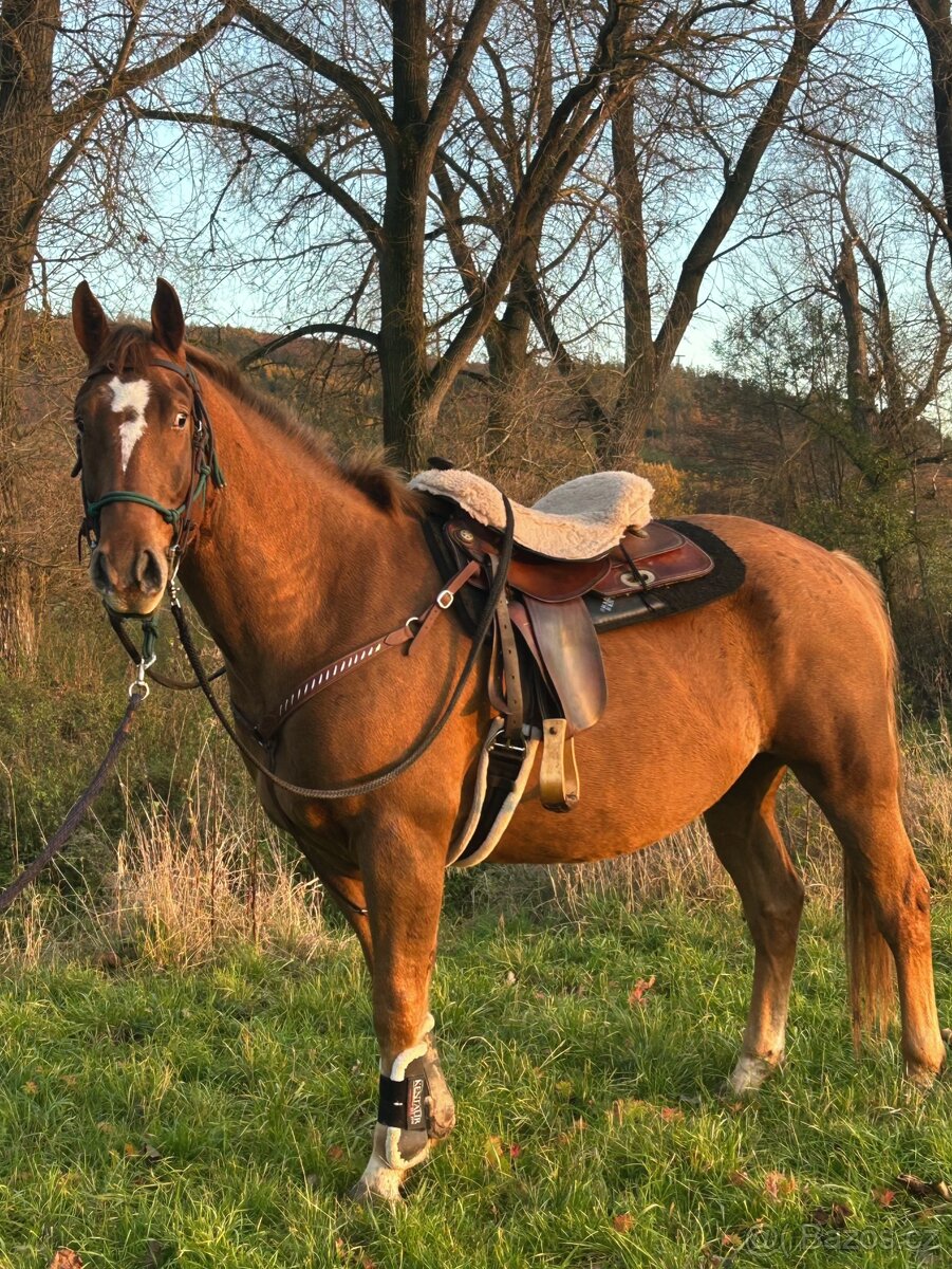 Valach QH x Chladas
