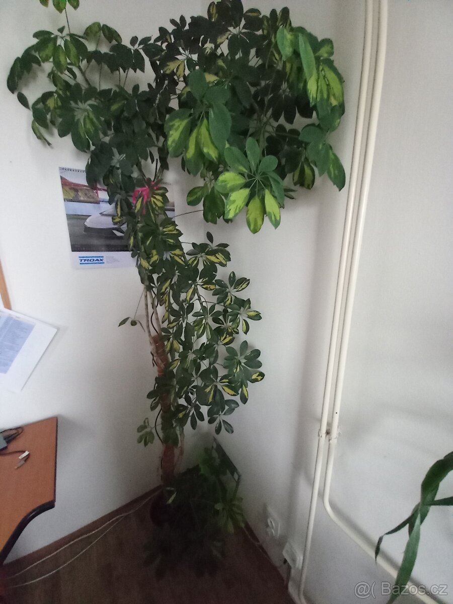 Šeflera - pokojová rostlina