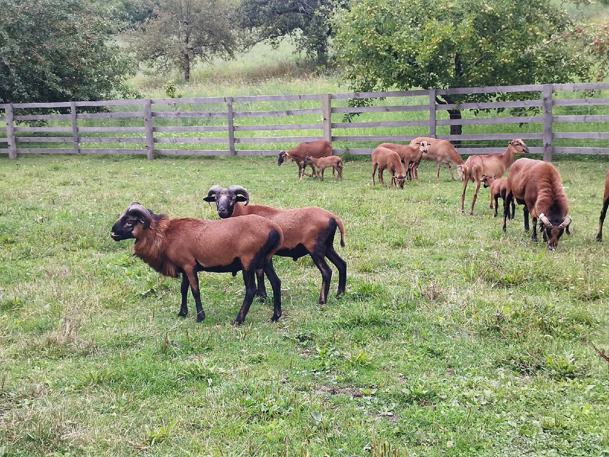 Kamerunské jehničky a beránci