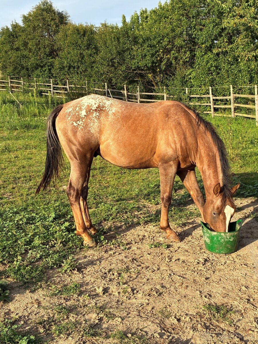 Hřebec qh/appalosa