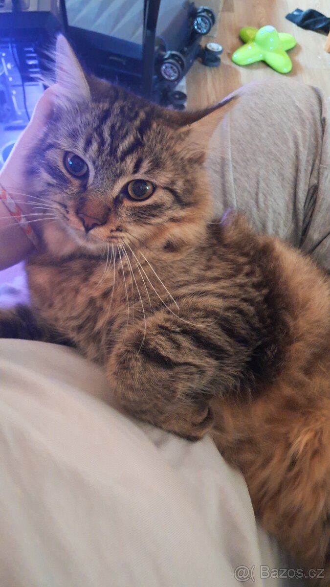 Daruji 8 měsíční kotě bez PP - Norská kočka mix