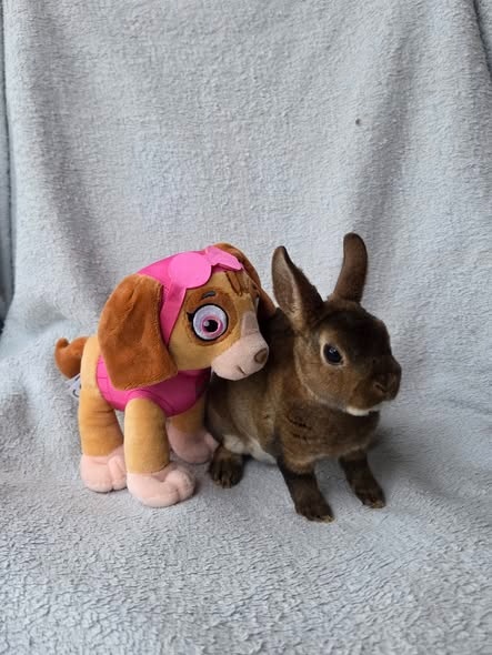 Mini rexíci k odběru ihned