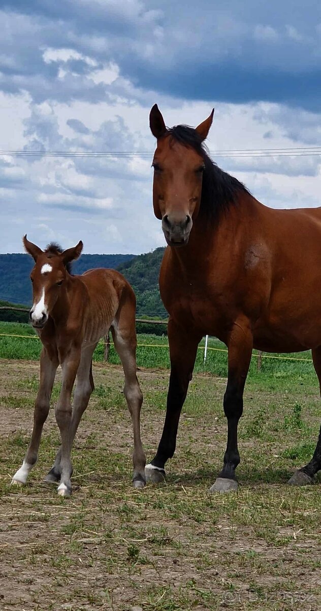 Quarter Horse kobylka vhodná do chovu aj na jazdenie