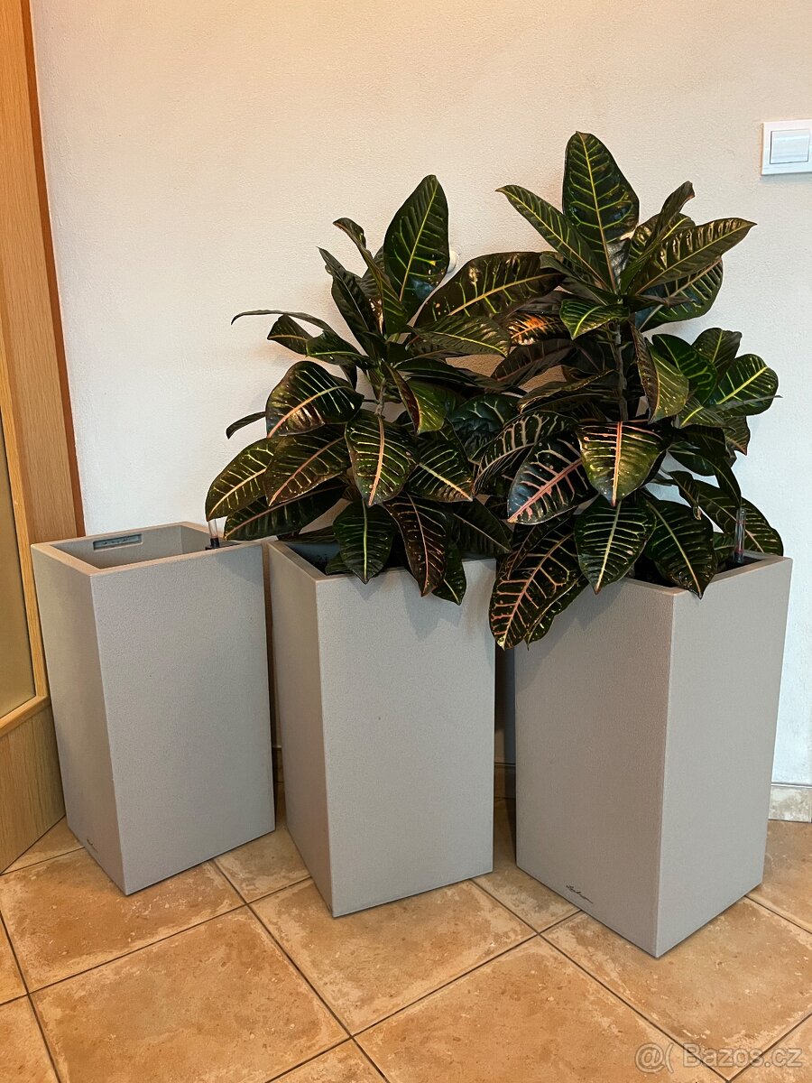 Dva vzrostlé krotony v samozavlažovacích květináčích Lechuza