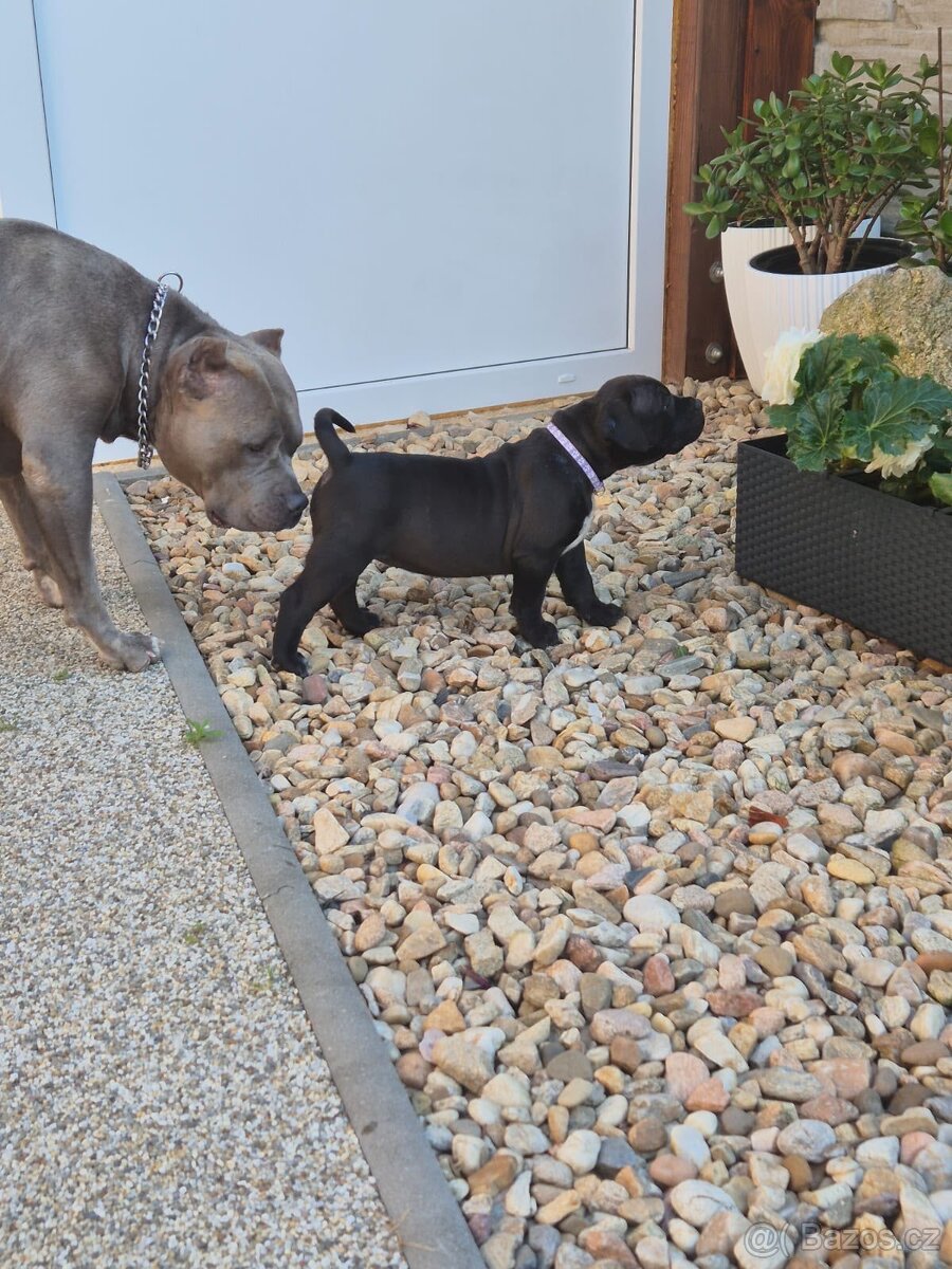 American bully XL