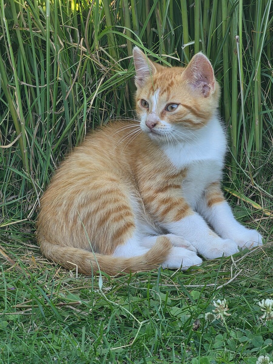 Kotata zdarma