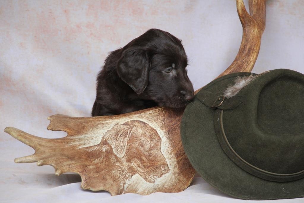 Flat coated retriever
