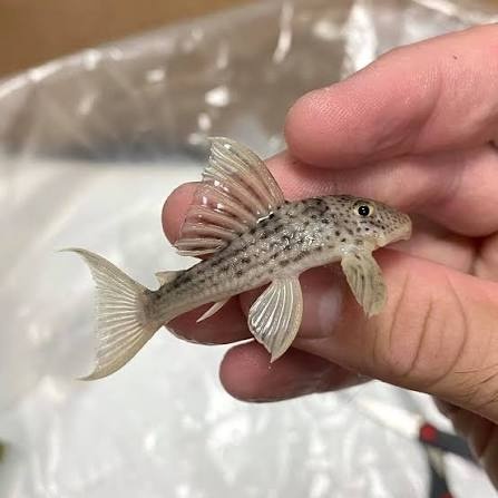 Ancistomus snethlageae L141 Krunýřovec