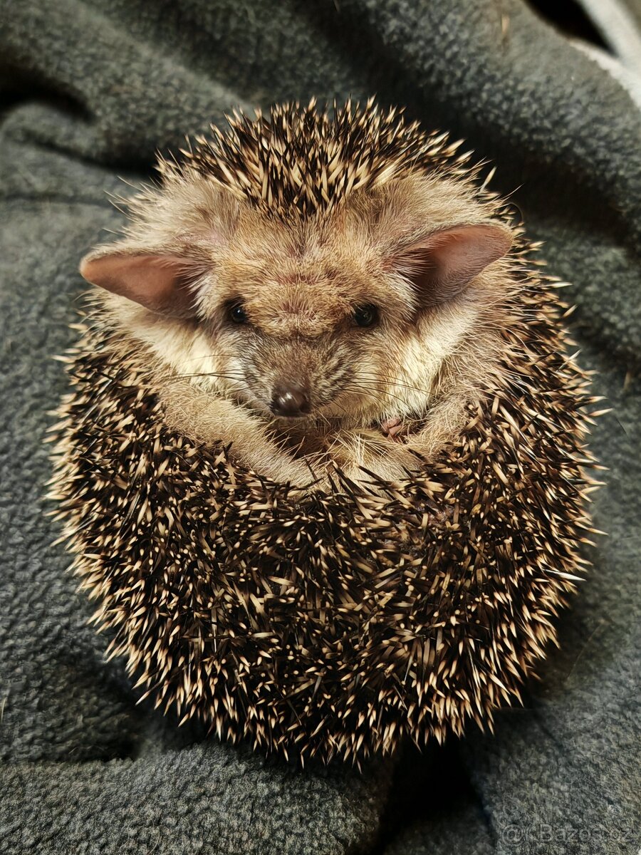 Hemiechinus auritus mláďáta letošní