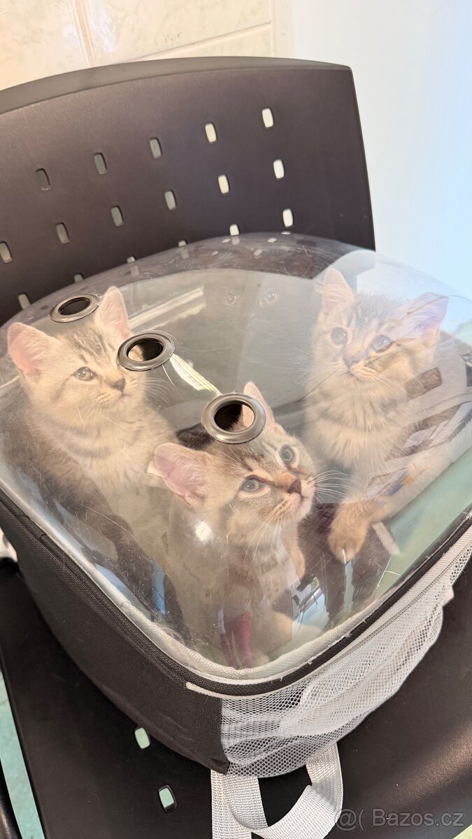 🐾 Prodám britská koťátka 🐾
