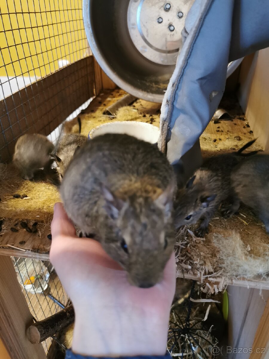 Osmak degu