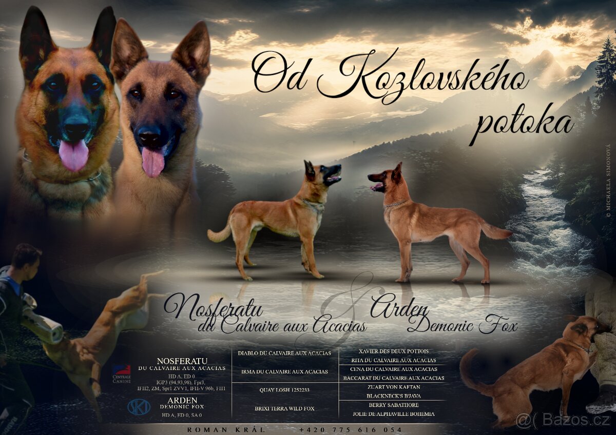 Belgický ovčák Malinois s PP