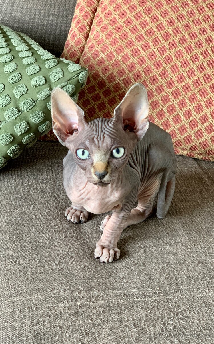 Kanadský Sphynx