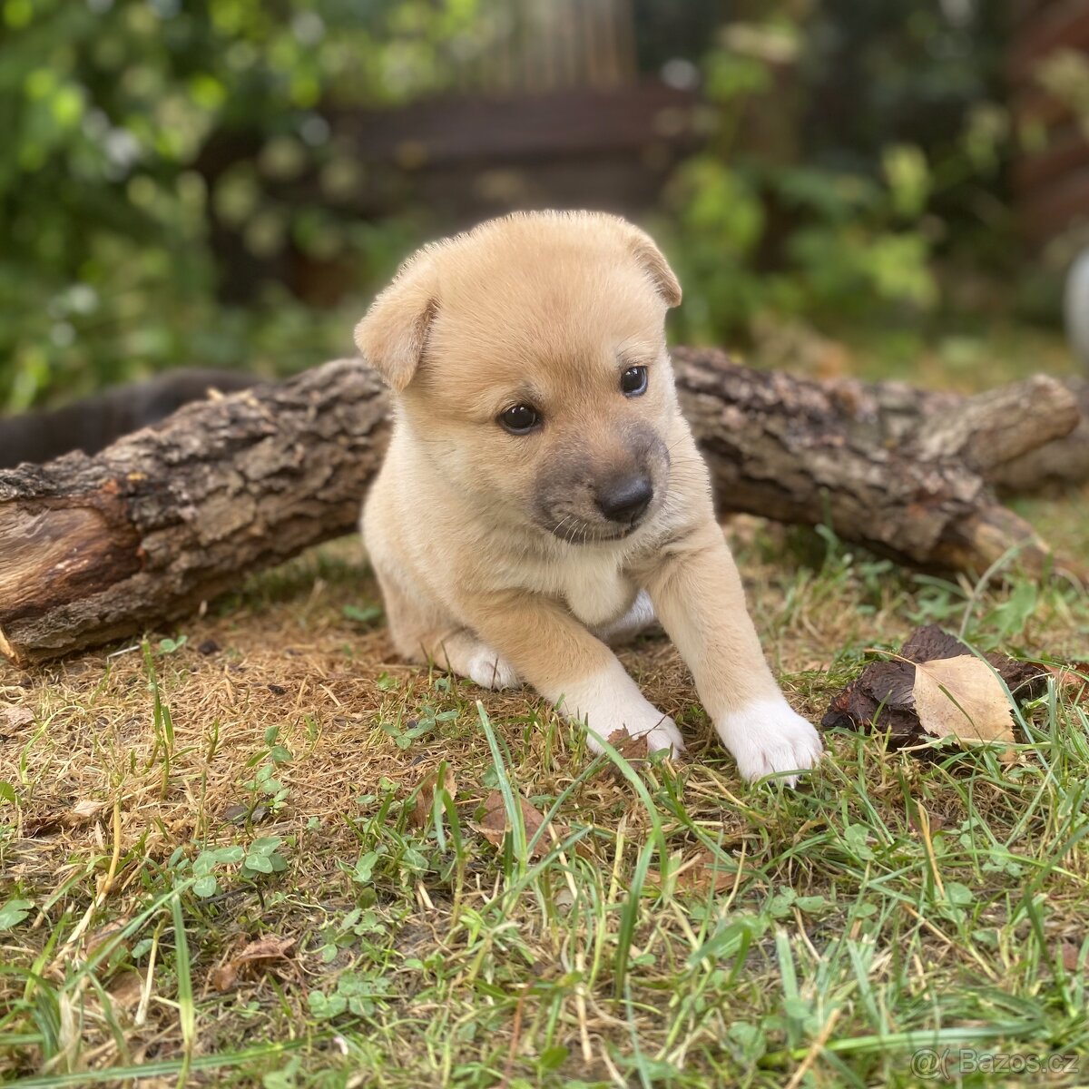 Kanaánský pes - štěňata s PP (Canaan dog)