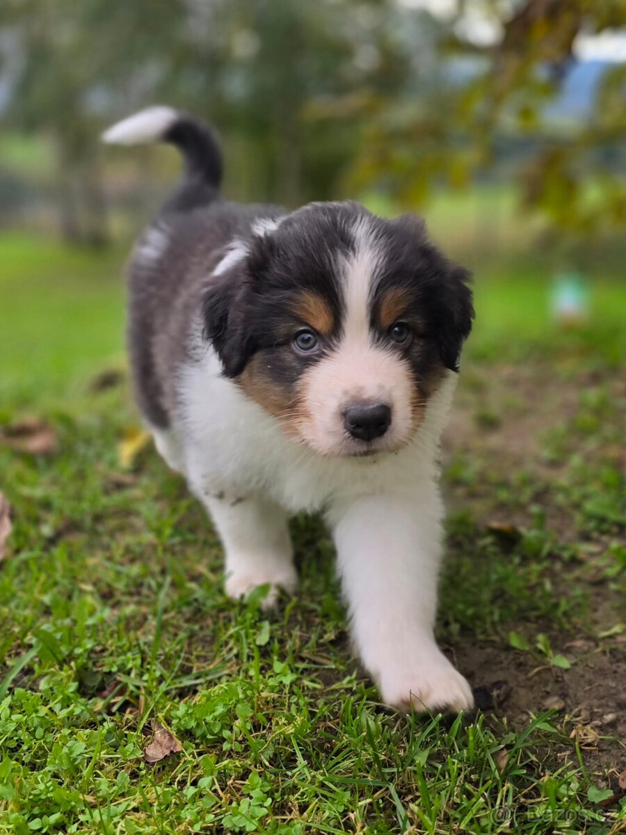 Australský ovčák Tricolor (dlouhý ocas) PP FCI