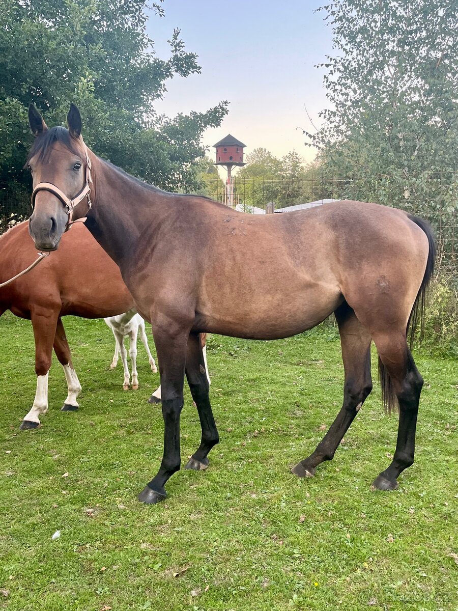 Klisna moravský teplokrevník