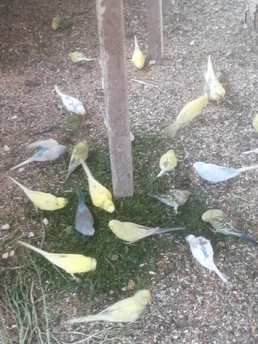 Andulky letošní mladé, ruzne barvy