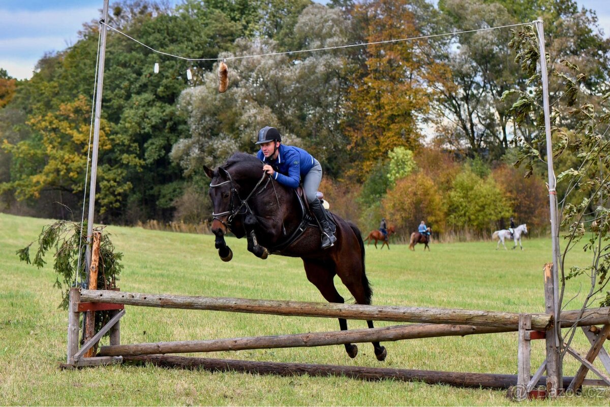 Charakterní kobyla do sportu