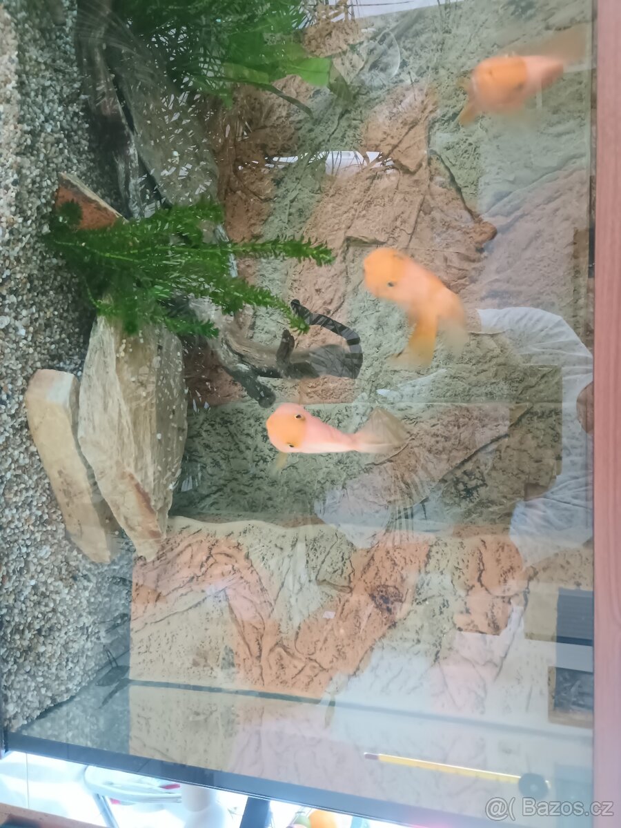 Prodám akvárium včetně hory, filtrace,teploměru,vzduchovani