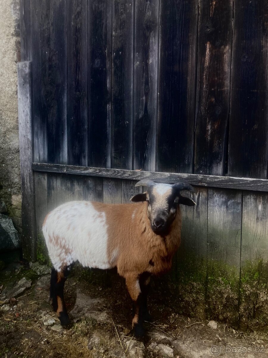 Kamerunský beránek