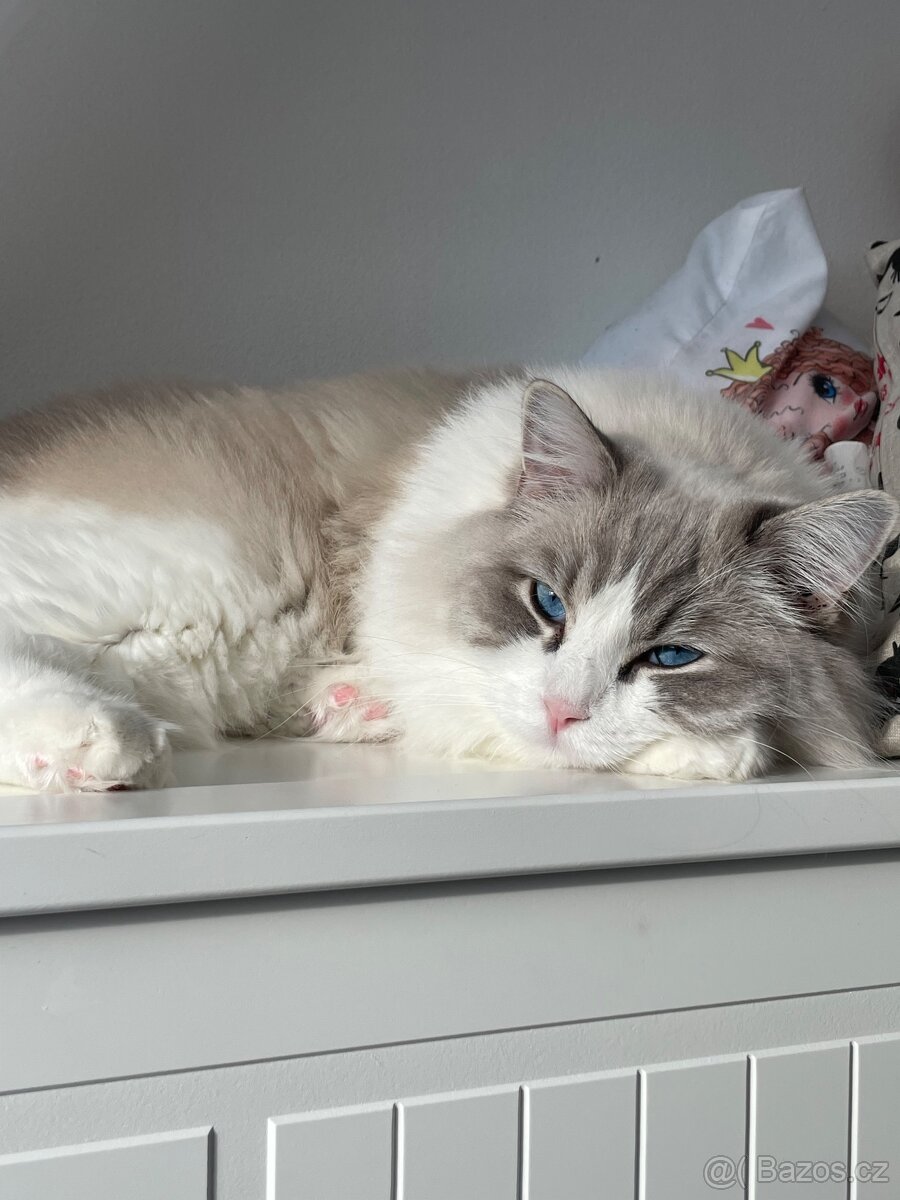 Ragdollek s PP