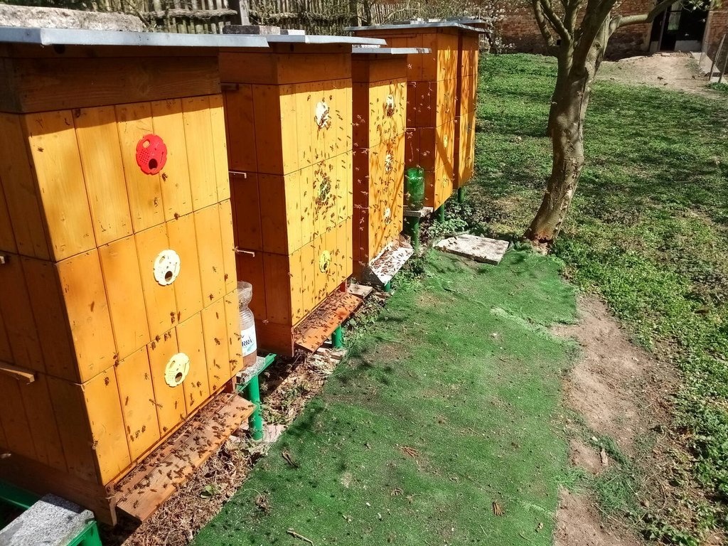 Vyzimovaná včelstva