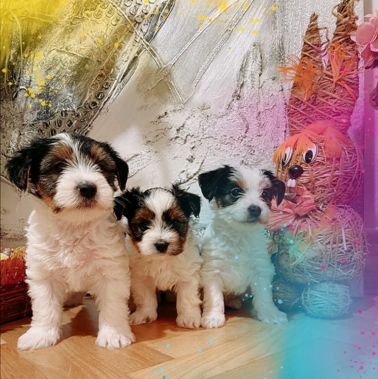 Jorkšír terrier biewer