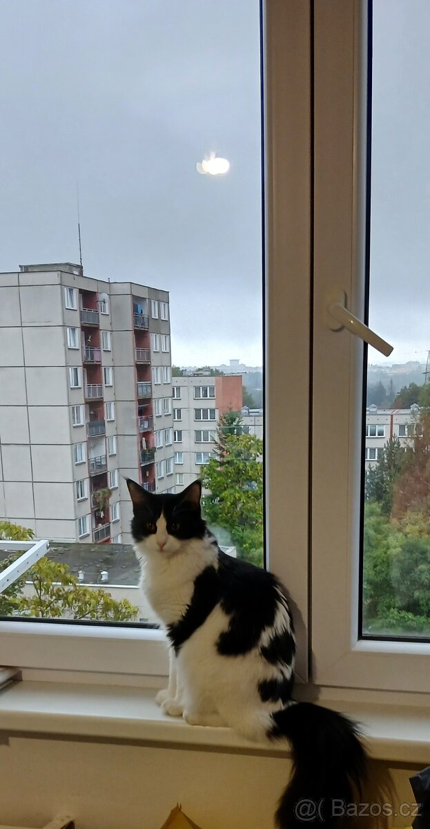 Mainska mývalí