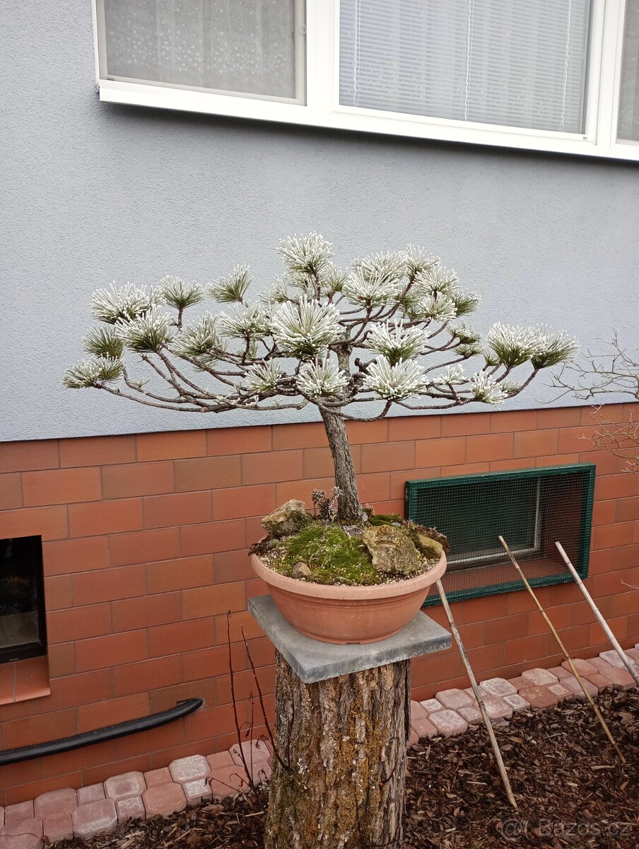 Borovice černá (Pinus nigra) bonsai