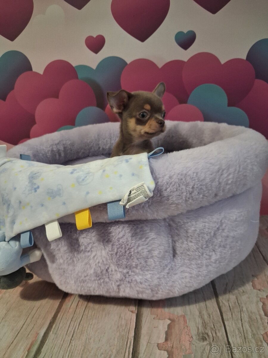 Chihuahua -lila pes