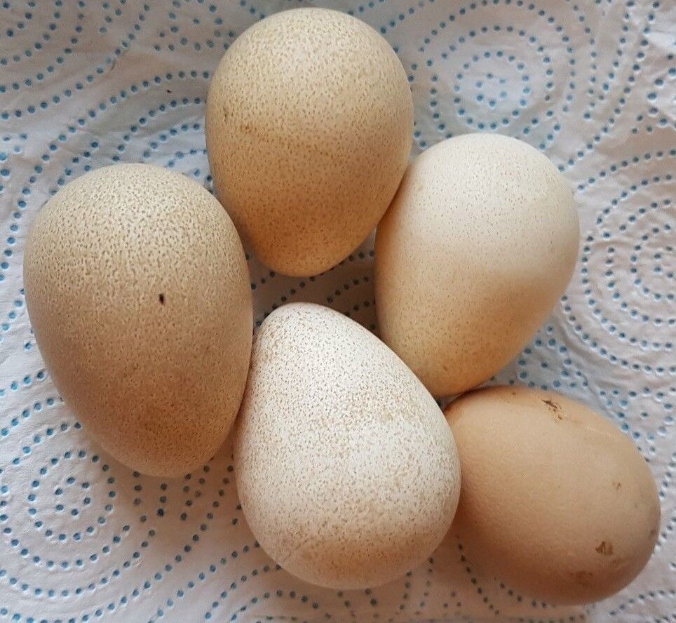 Perlička