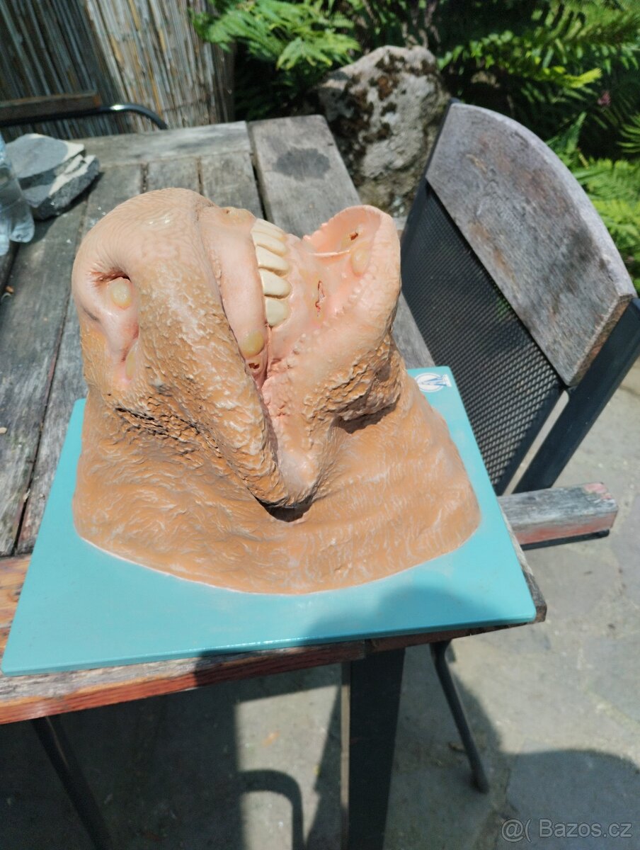 Anatomický model kravské tlamy