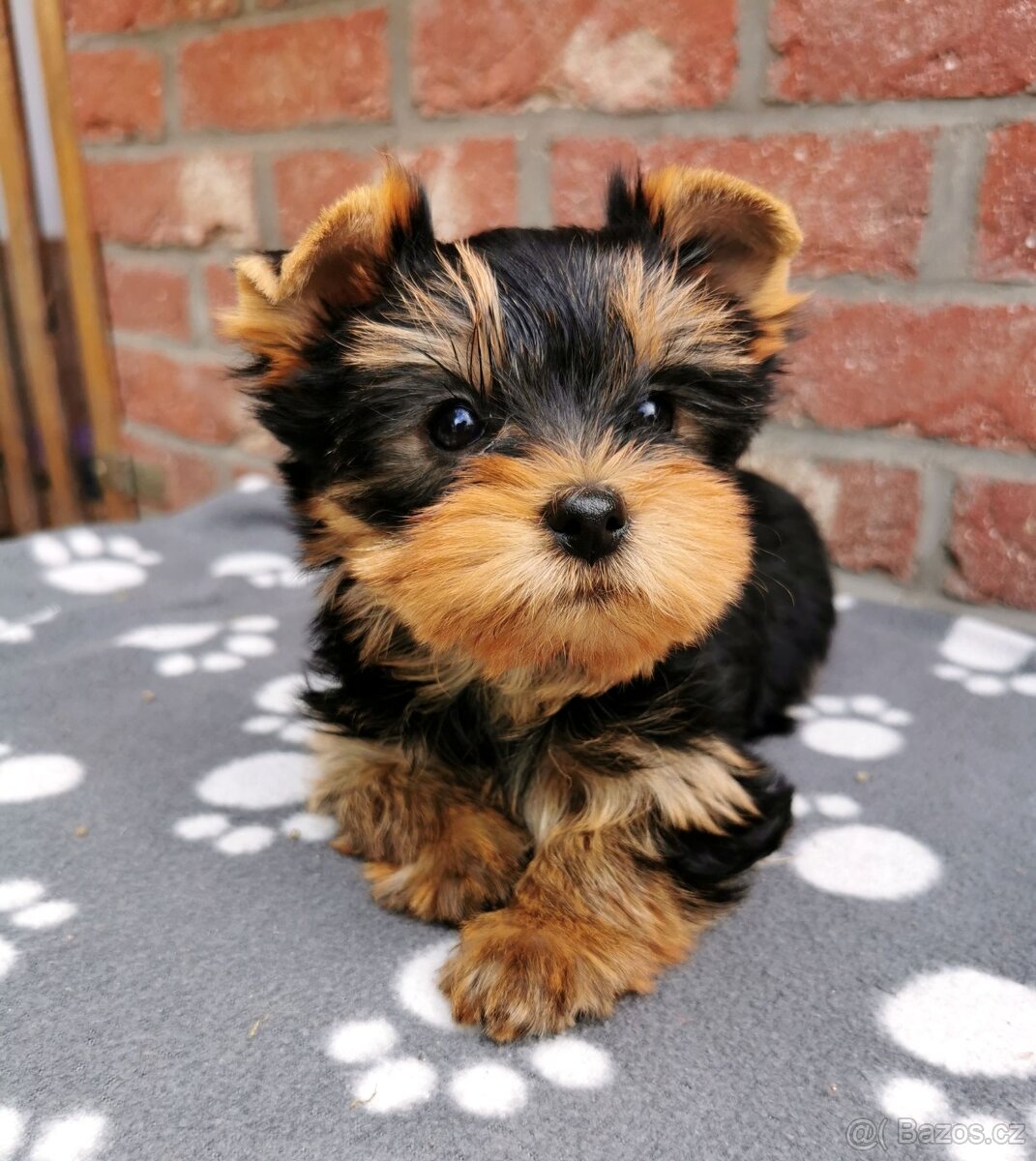 Štěňata jorkšírský teriér (yorkshire terrier)