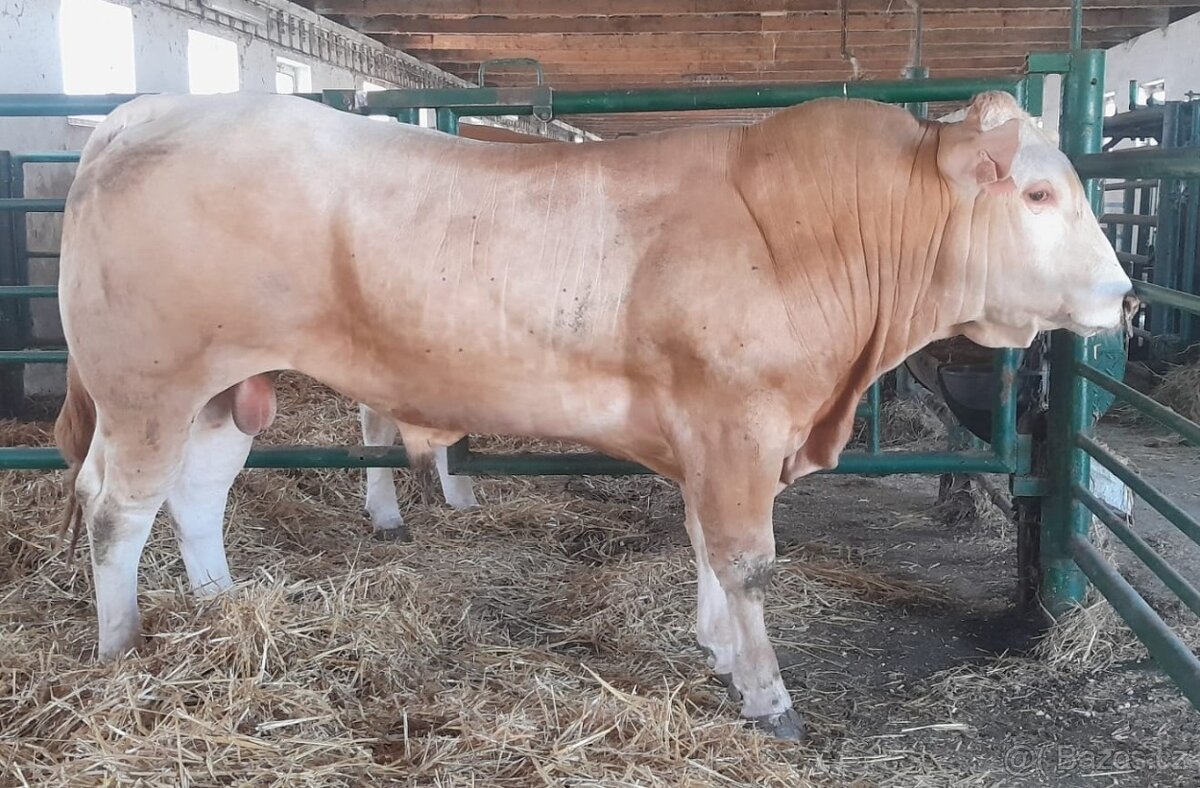 plemenní býci 	Blonde d'Aquitaine