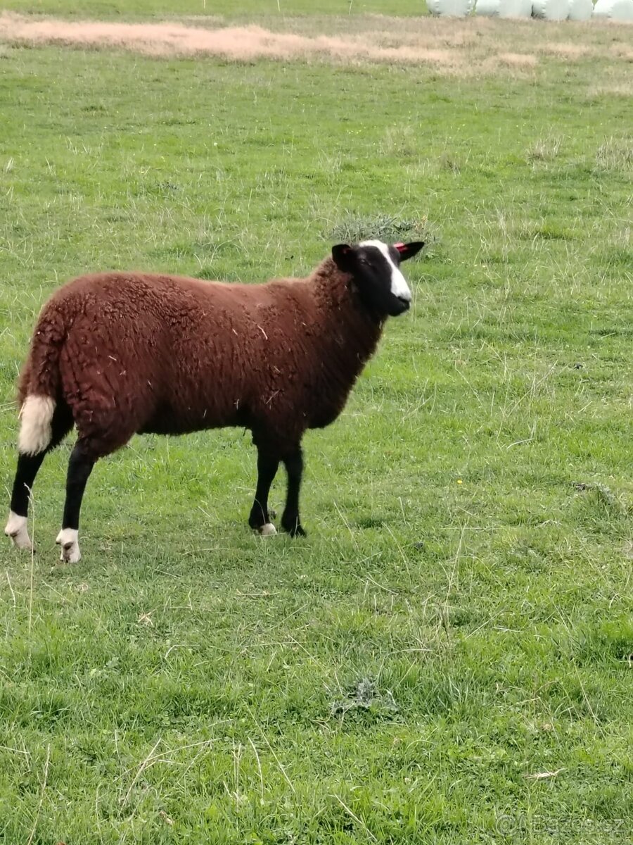 Beran zwartbles