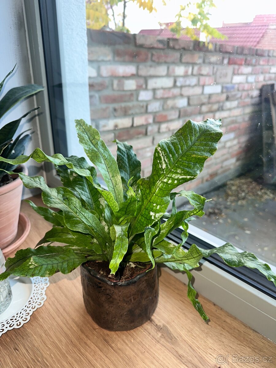 Microsorum musifolium Krokodýlí kapradina