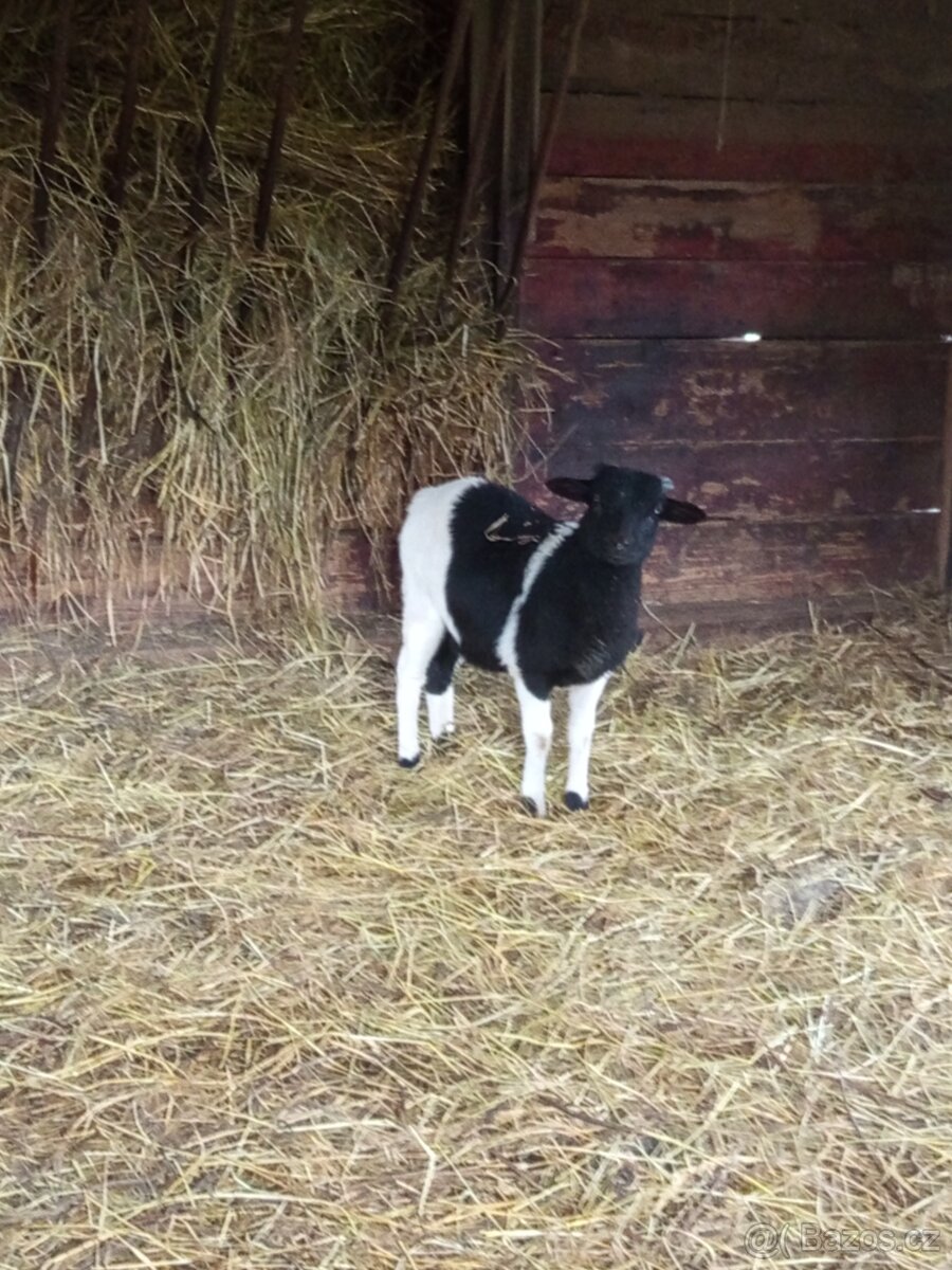 Kamerunský beránek