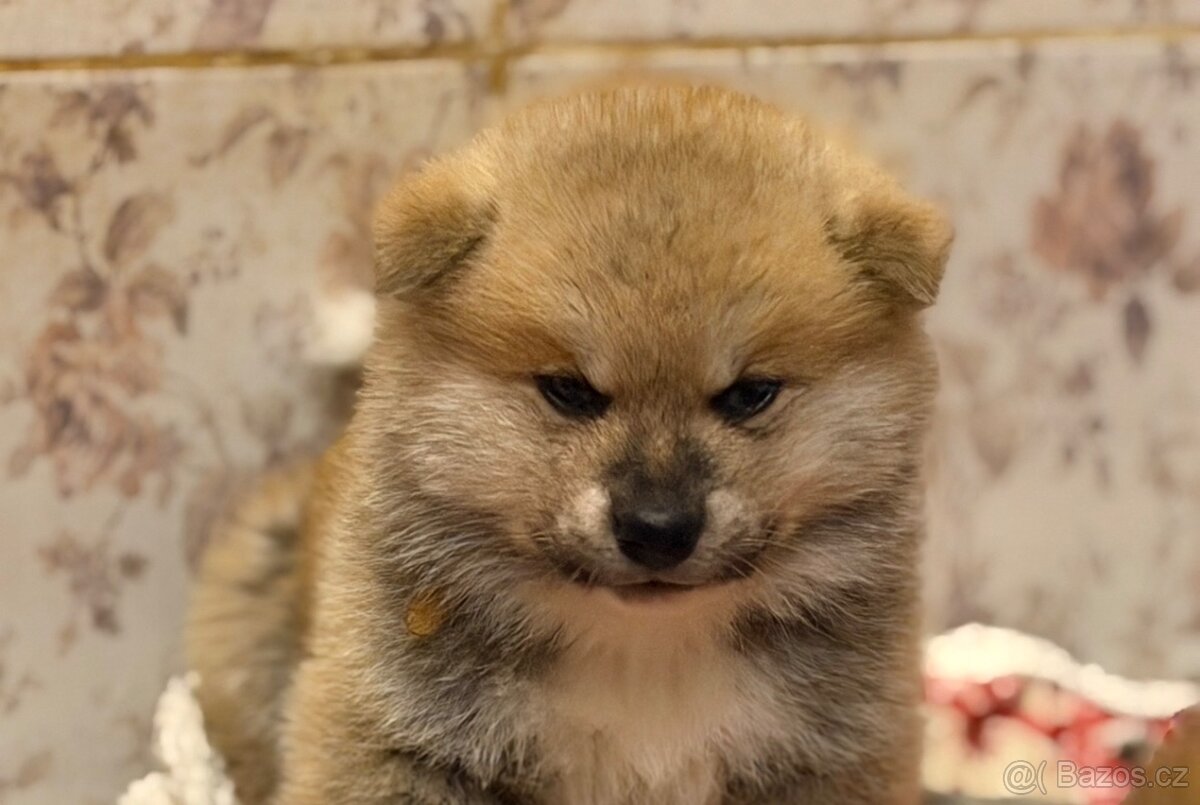 Akita Inu s PP - rodokmen FCI a AKIHO