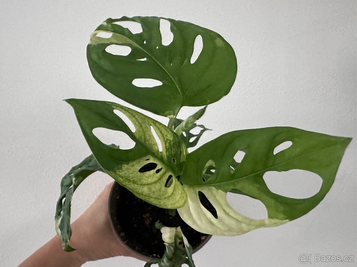 Monstera Adansonii Japanese Tricolor