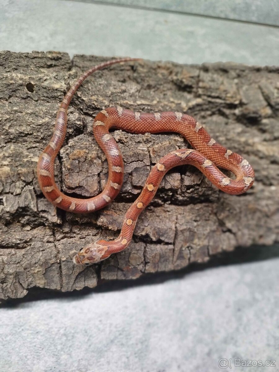 Užovka červená (Corn Snake)